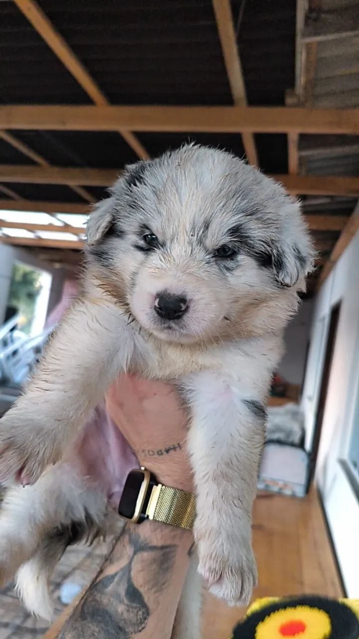 Filhotes de Border Collie disponíveis - Foto 3
