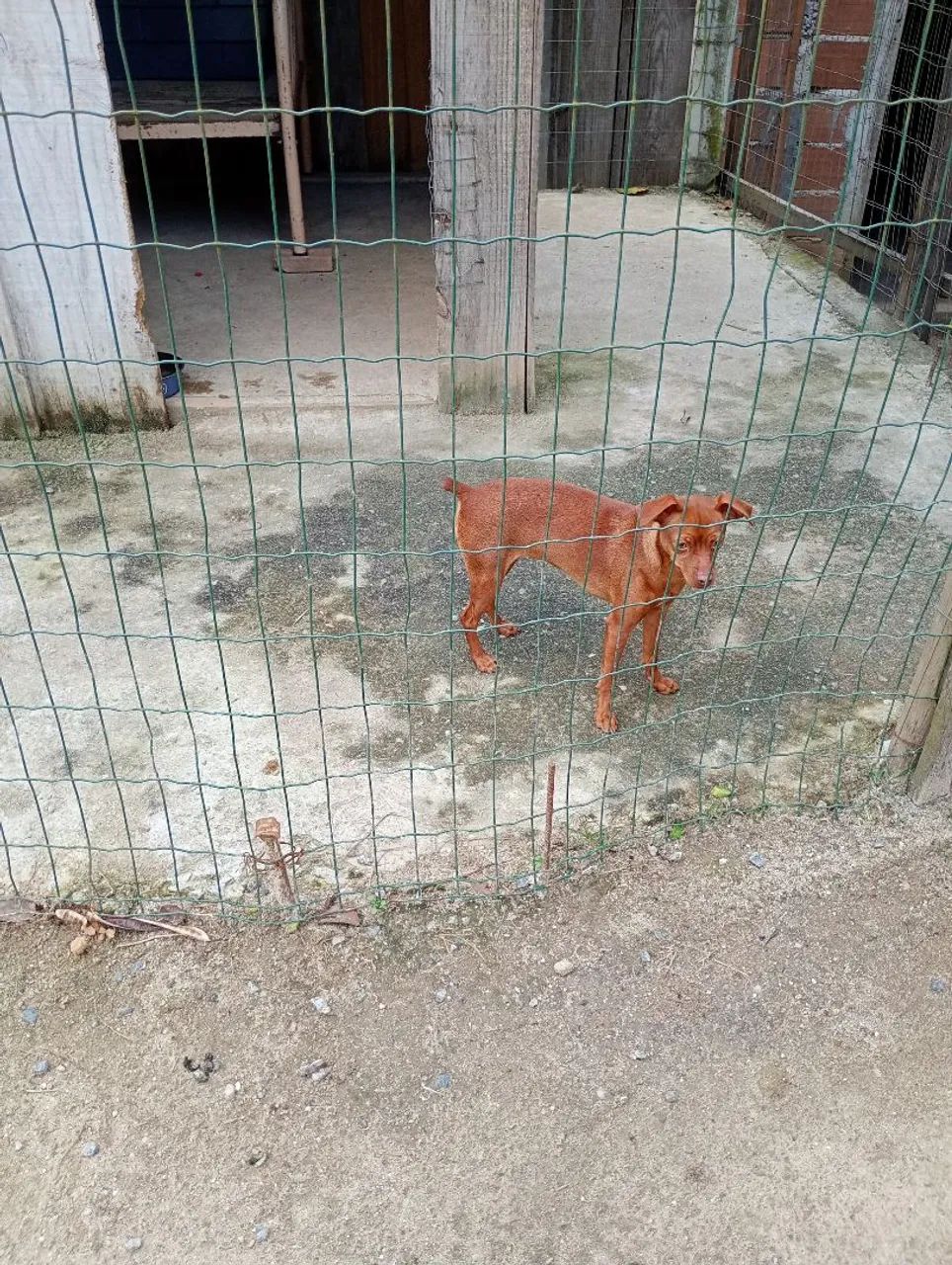 Cachorro  - Foto 3