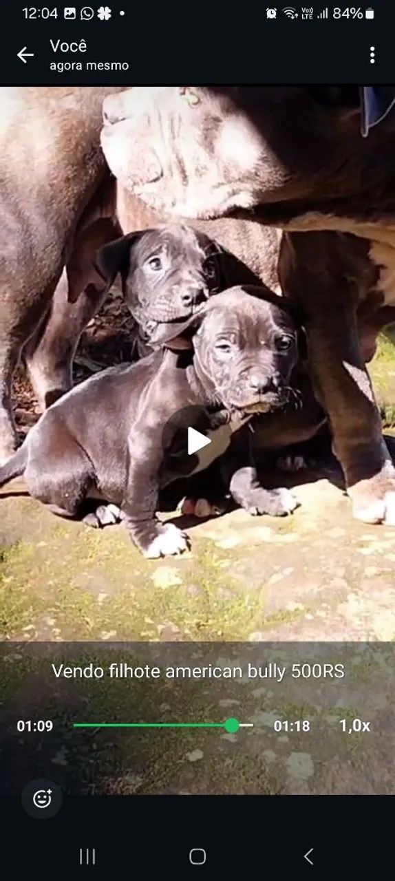 American bully - Foto 2