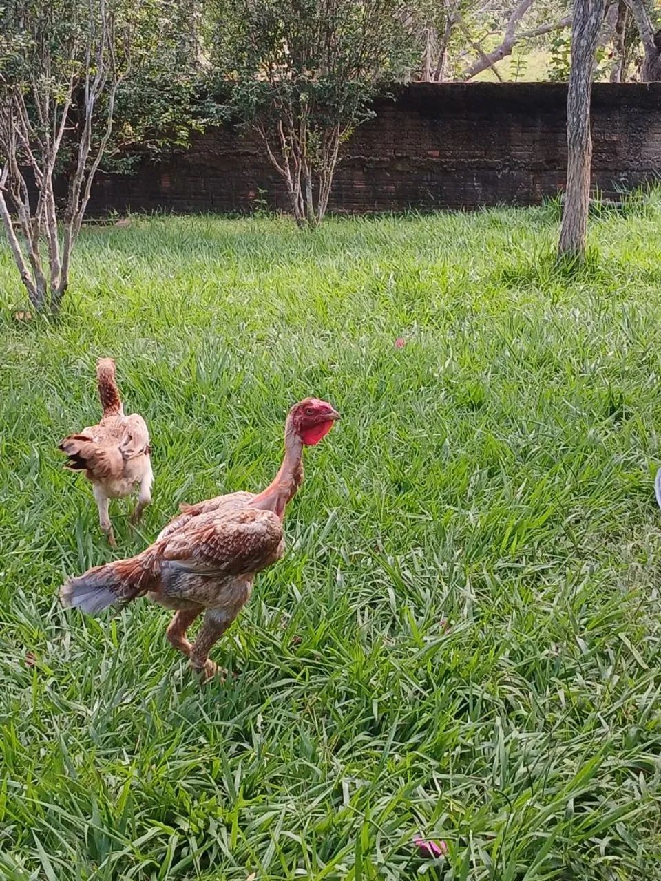 VENDA DE AVES - PORTO VELHO / RO ? - Foto 5