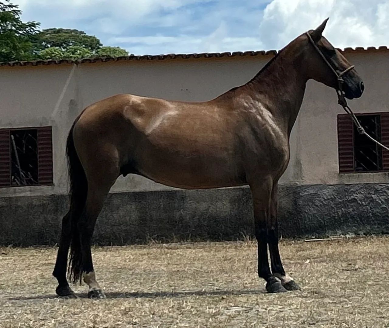 Vendo égua campolina genuína de marcha picada  - Foto 3