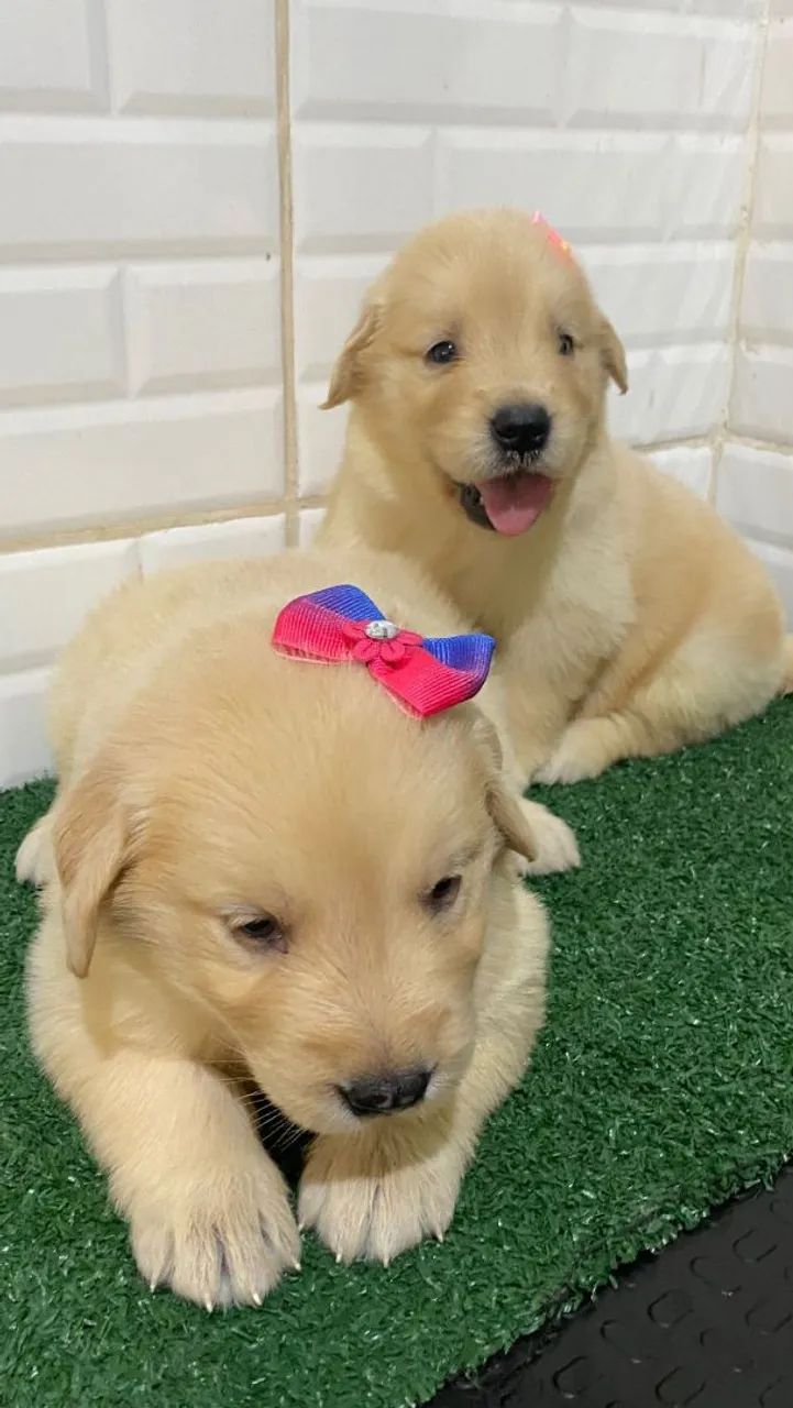 Golden Retriever responsáveis 