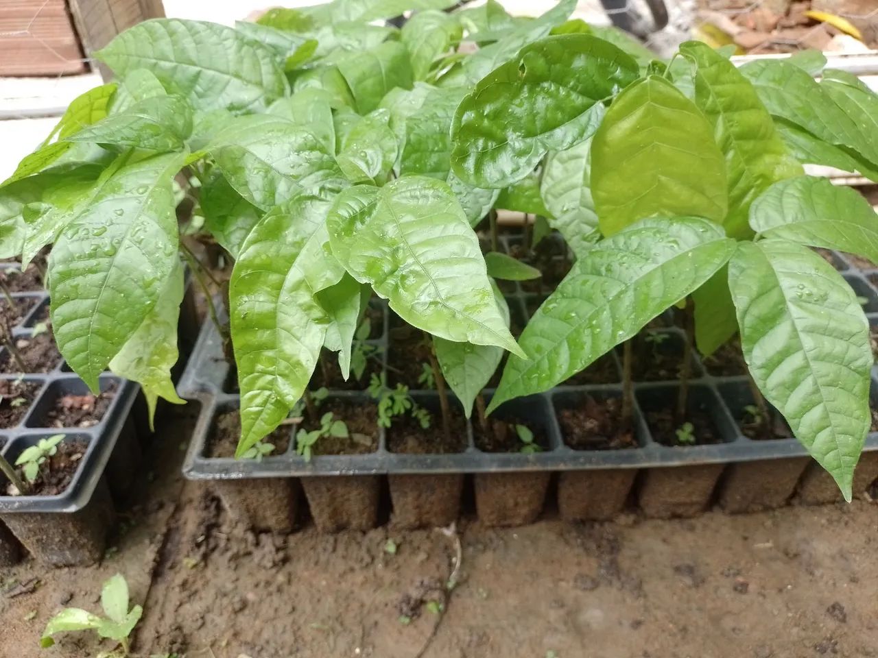 Mudas de CACAU  - Foto 3