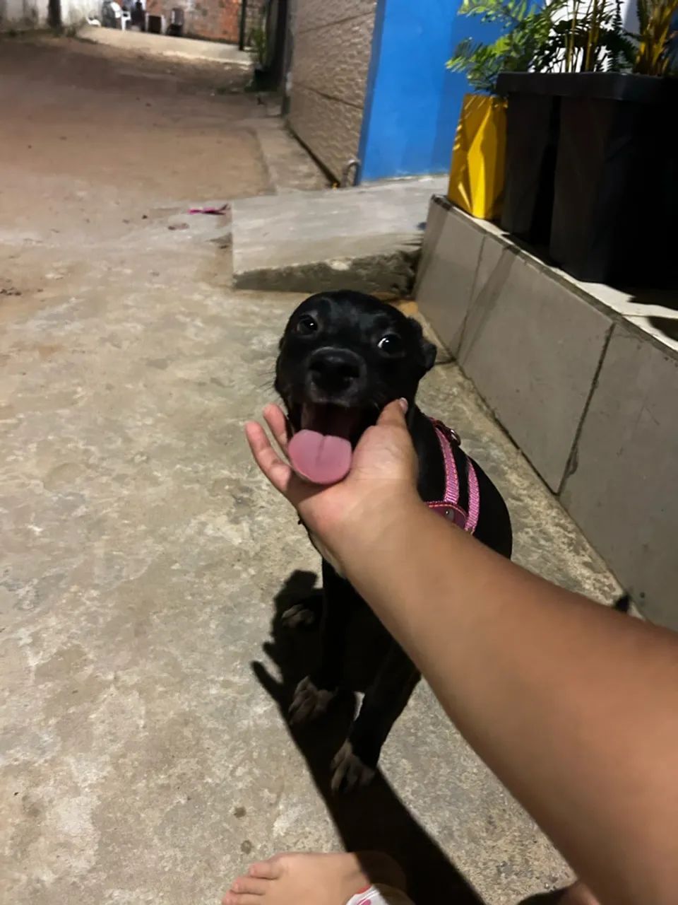 Doação de cachorra - Foto 2