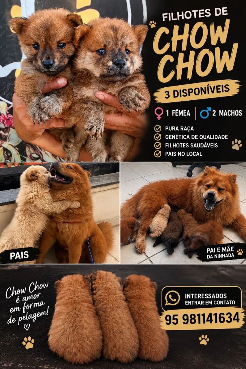 Filhotes de Chow Chow 