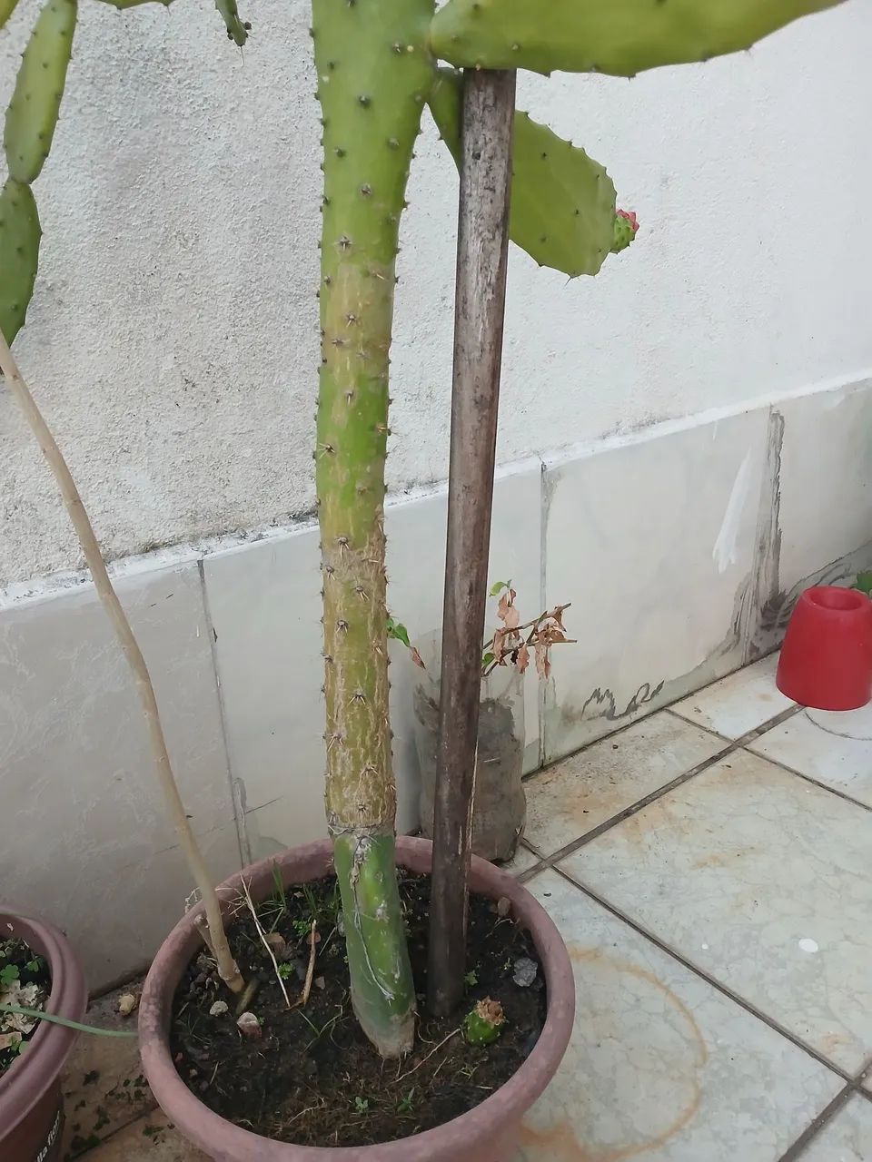 Plantas com vaso!!! - Foto 3