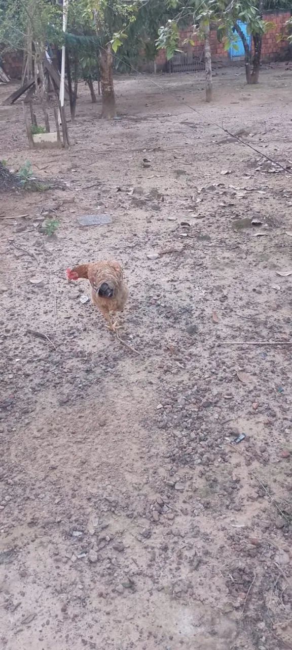Galinha Caipira  - Foto 4