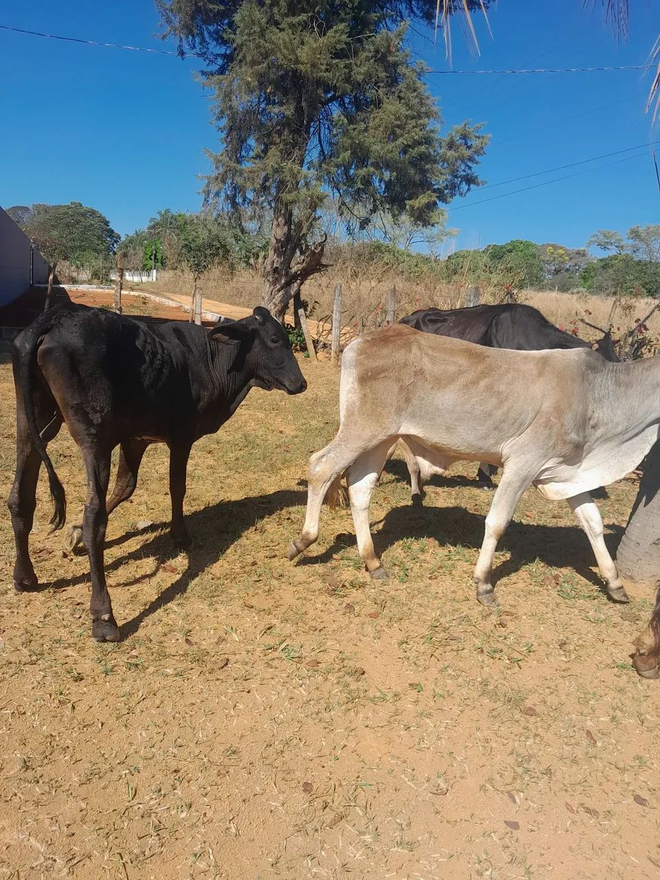 Vendo este dois garrote - Foto 3