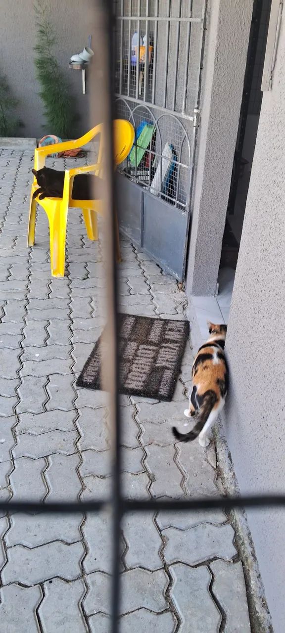 Gatinha Castrada para adoção  - Foto 4