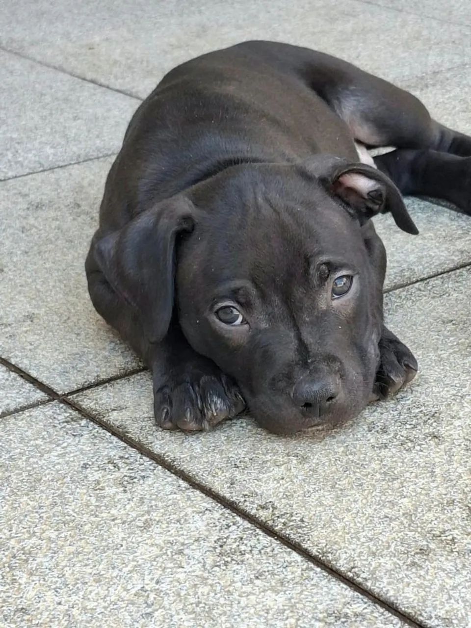 Filhotes Pit Bull  - Foto 3