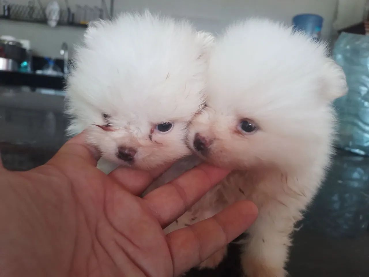 Lulu da pomerania  - Foto 3