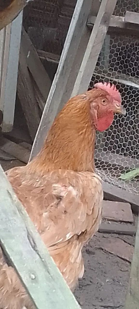 Vendas de galinhas e galos e faranguinhas