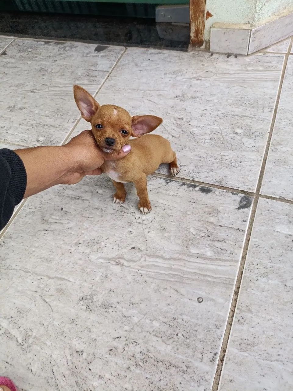 Pinscher Micros  - Foto 2
