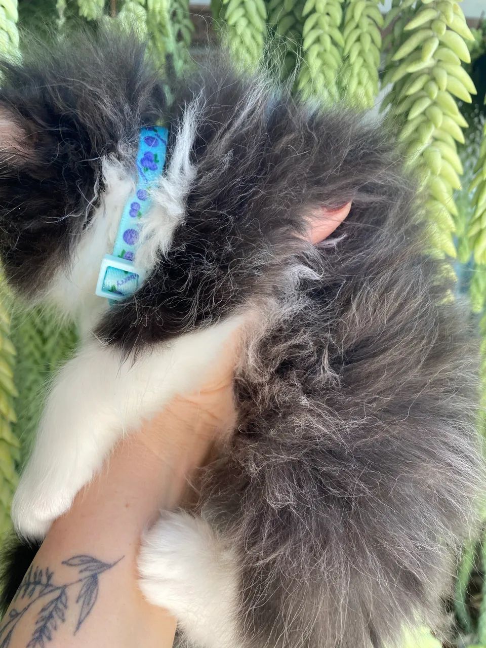 Gato Persa - Foto 5