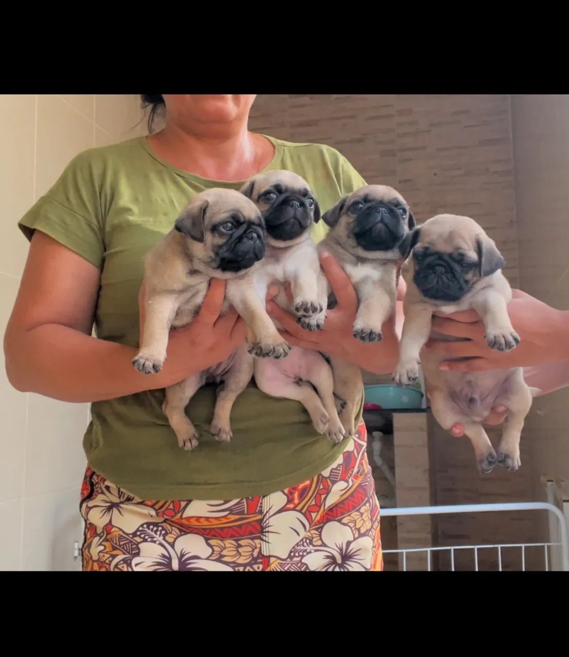 Pugs filhotes 