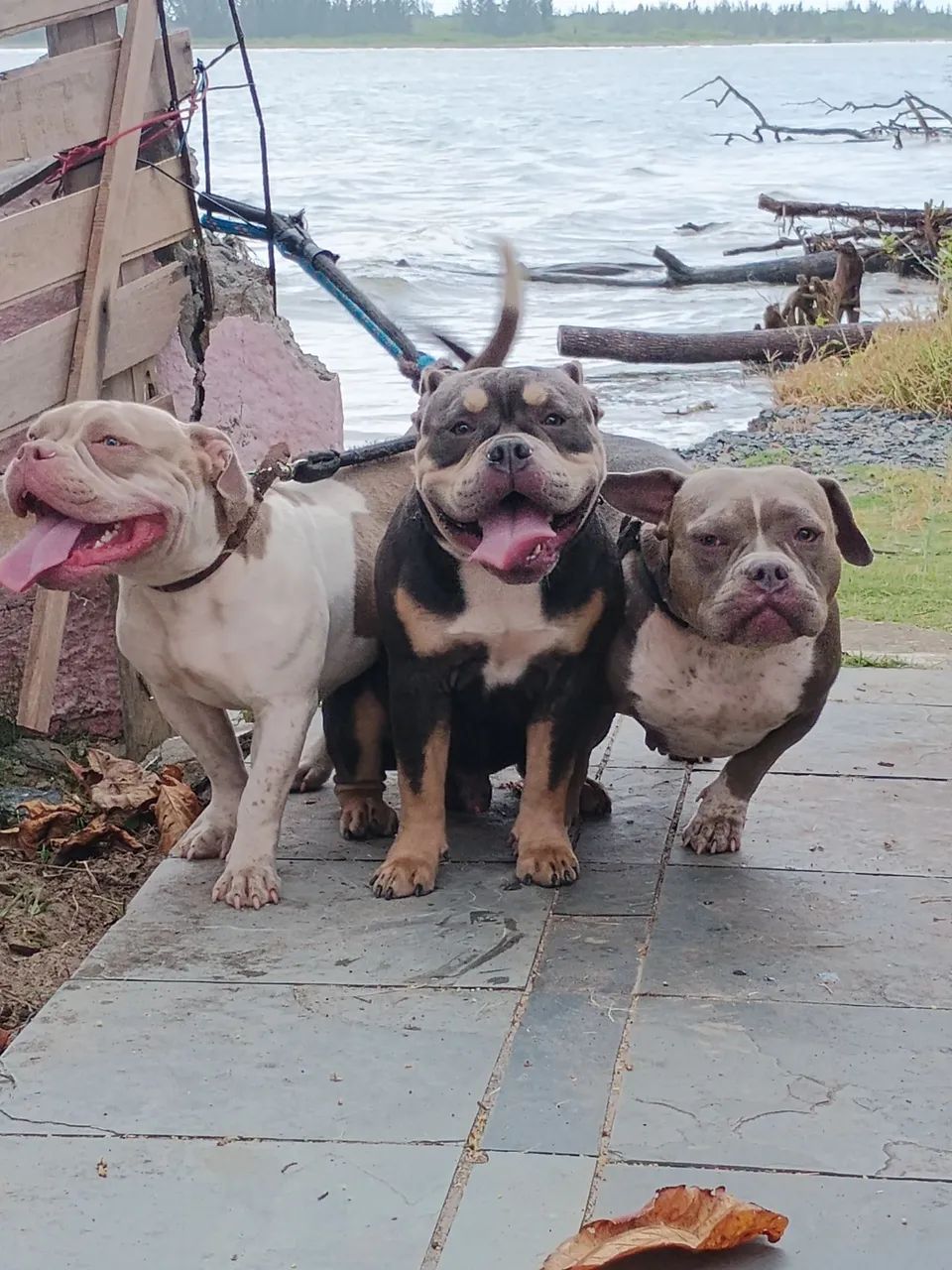 American bully - Foto 3