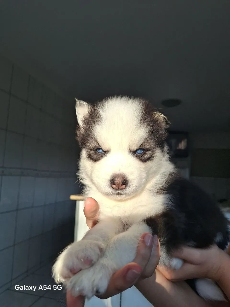 Cachorros 