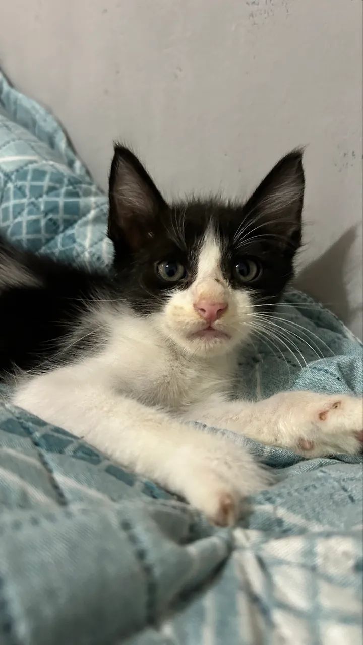 Gatinhos para adoção - Foto 4