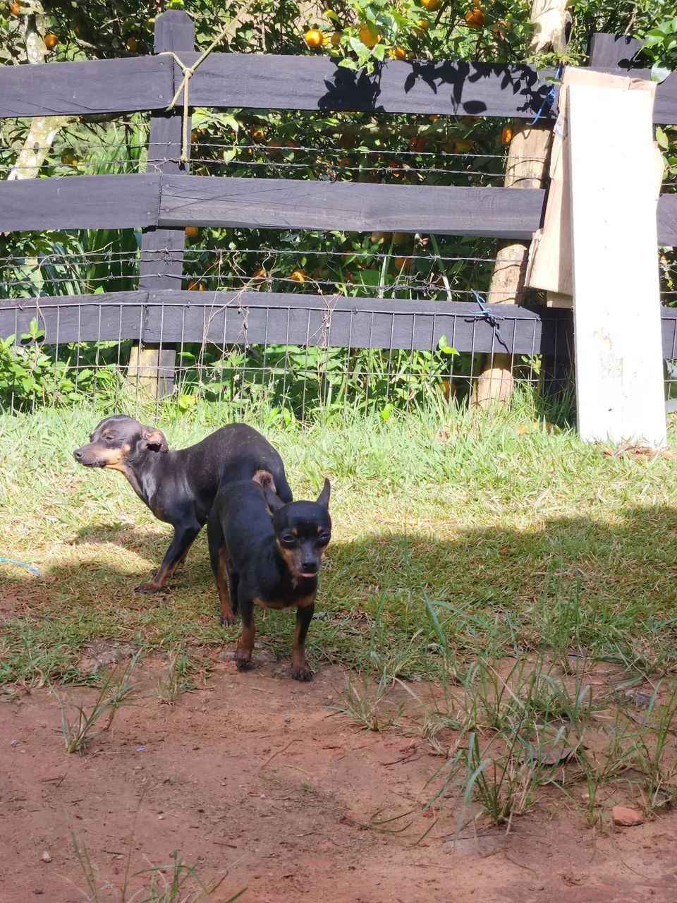 Pinscher  - Foto 5