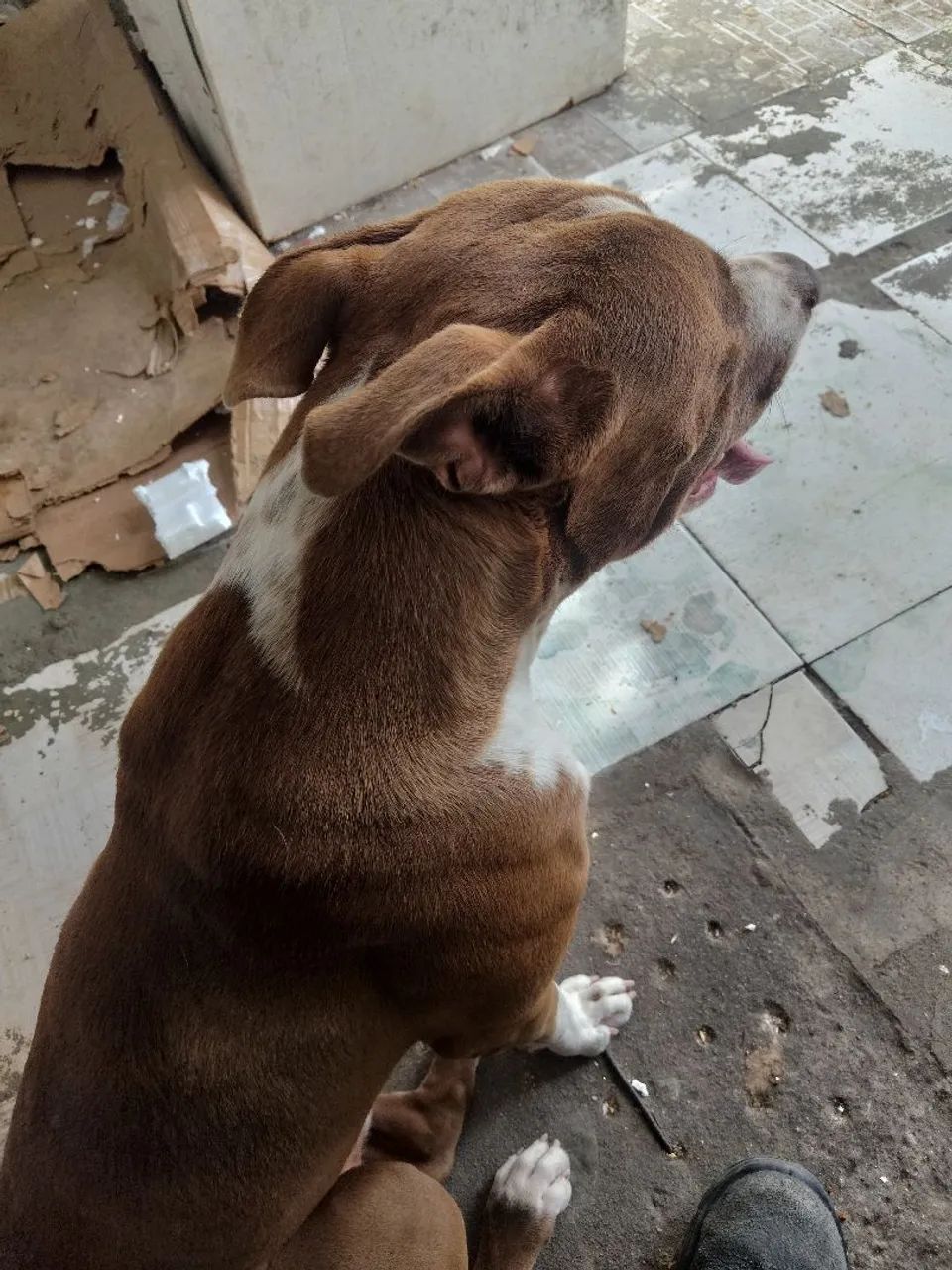 Vendo American Pitbull 