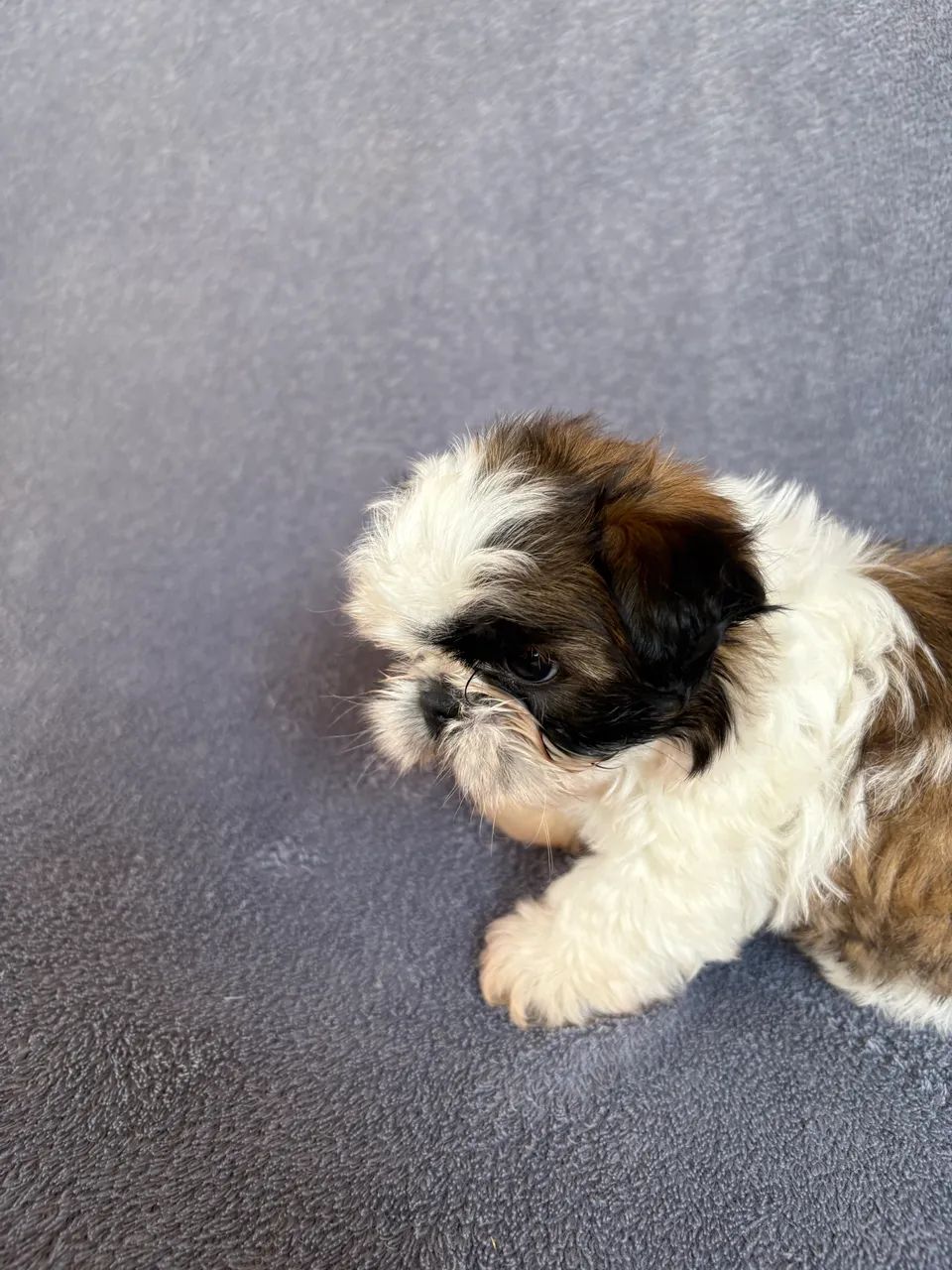 Shihtzu fêmea  - Foto 3