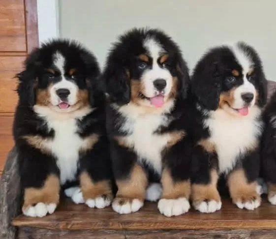 Filhotes de Bernese | Seu novo companheiro está esperando!