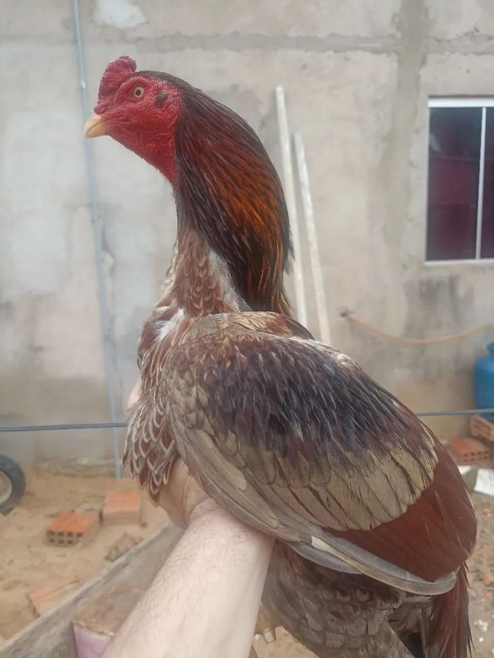 Vendo  - Foto 4