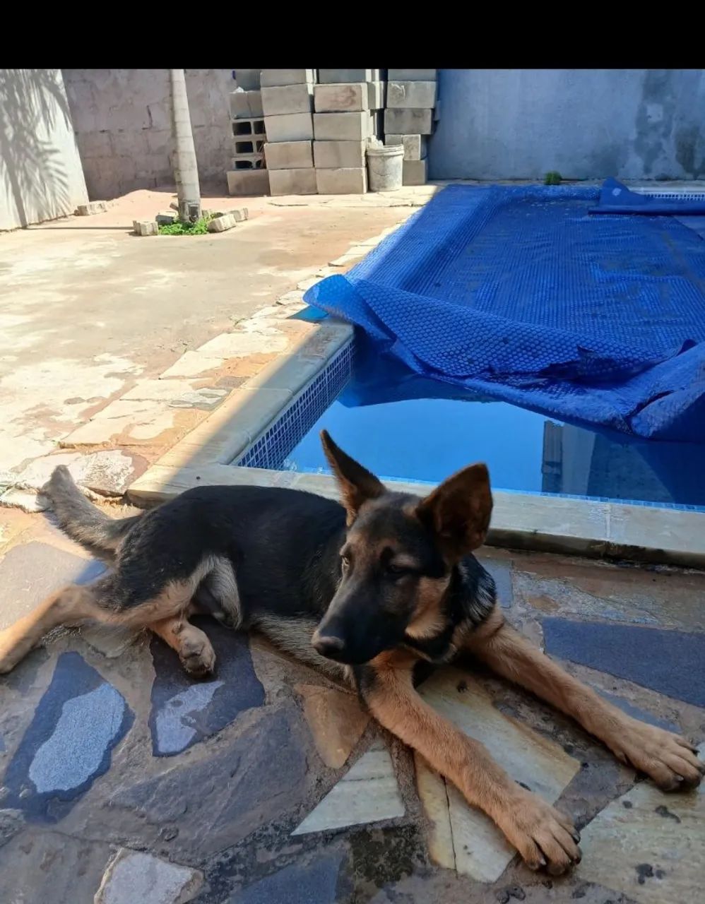 Pastor alemão 5 meses - Foto 2