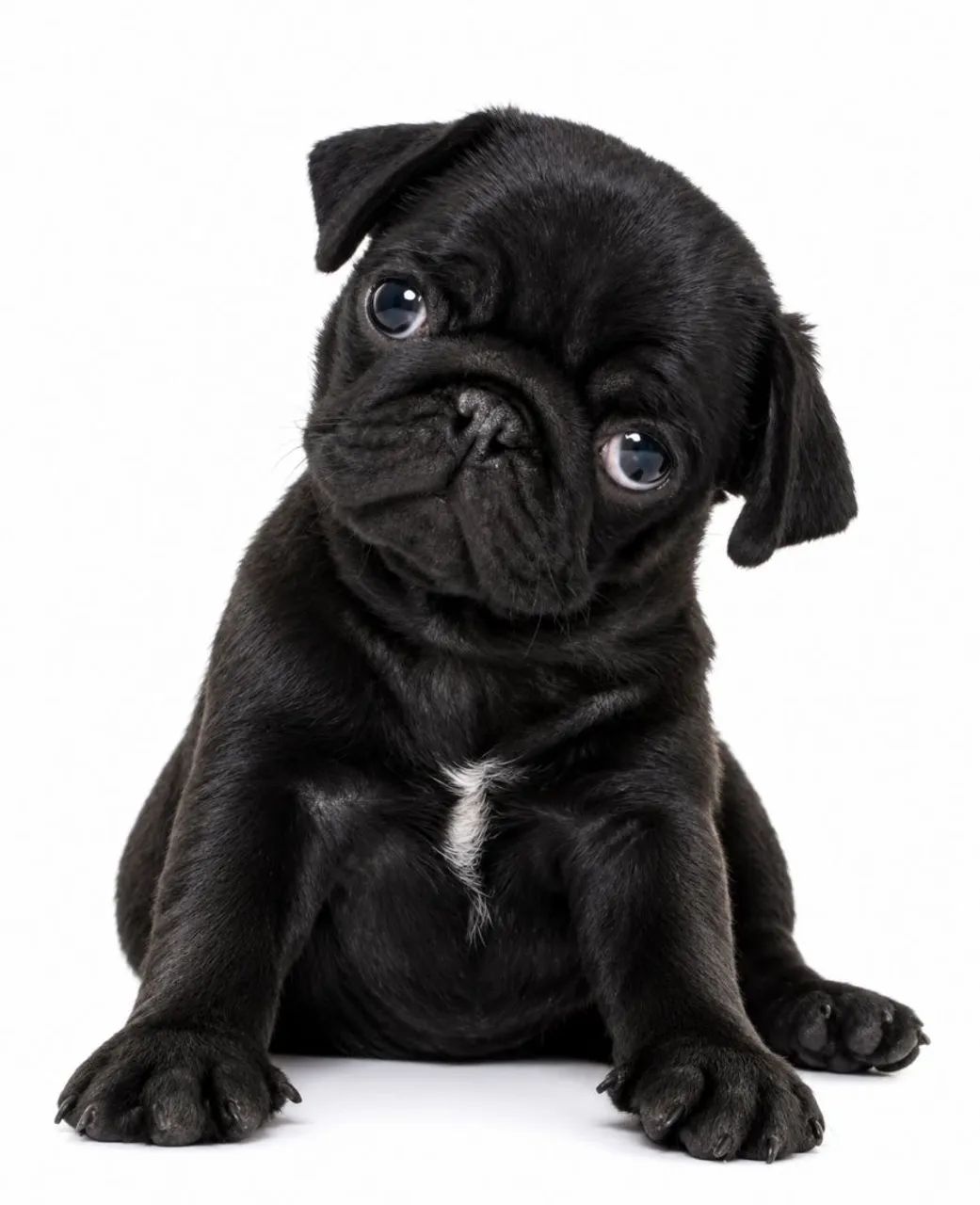 Pug macho 