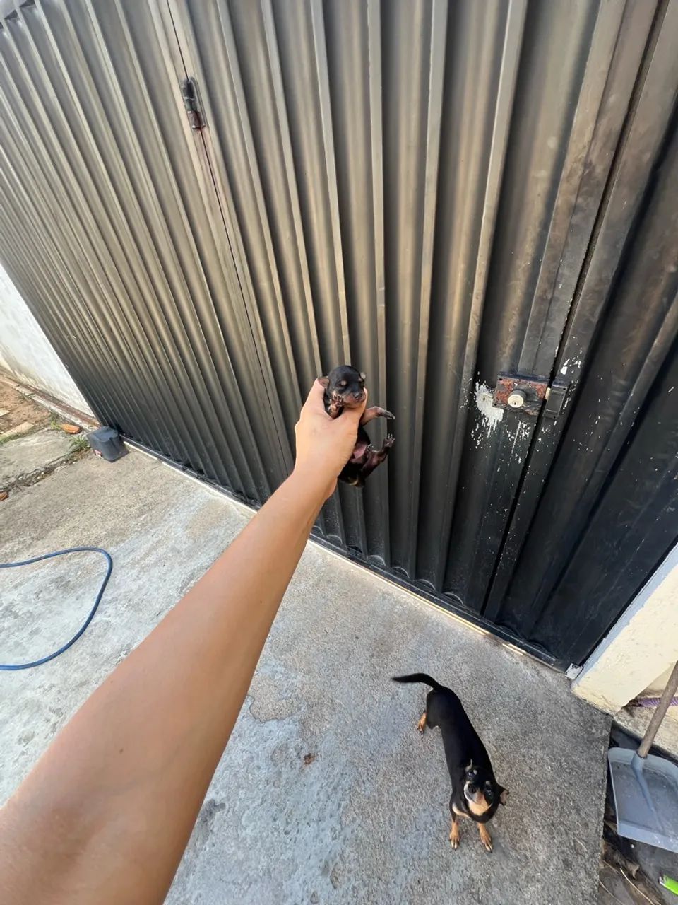 Pinscher zero 