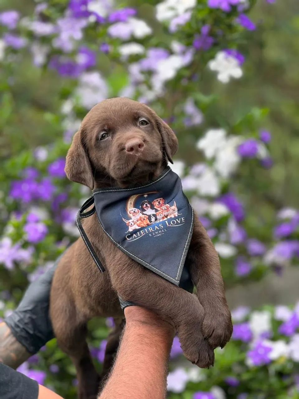 Labrador Retriver - Com energia de sobra  - Foto 2
