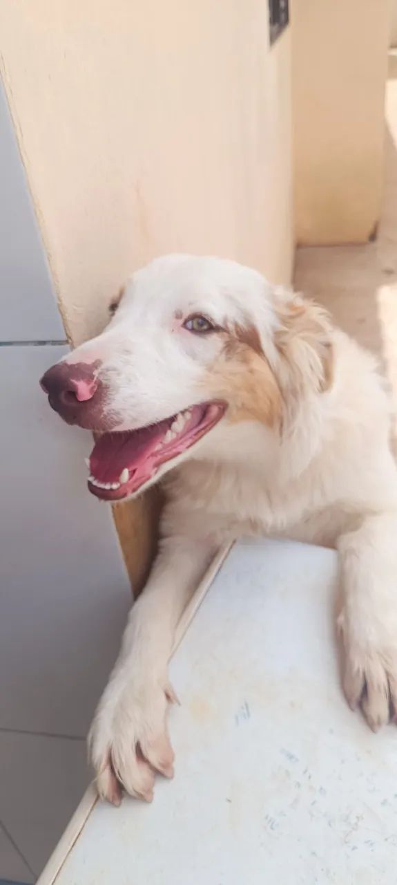 Filhote de borde colle 