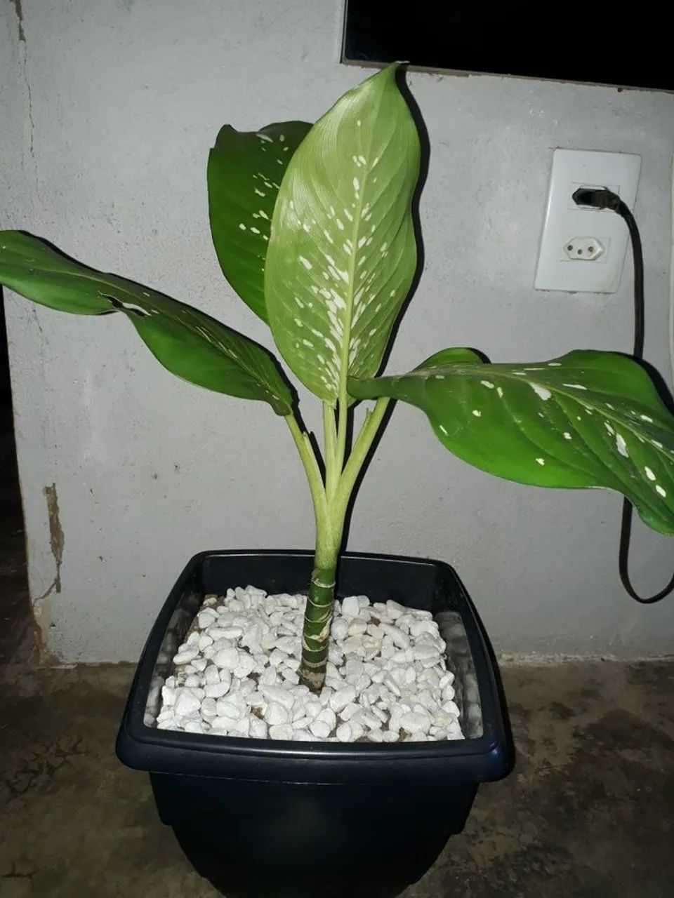 Mudas de comigo ninguém pode  - Foto 2