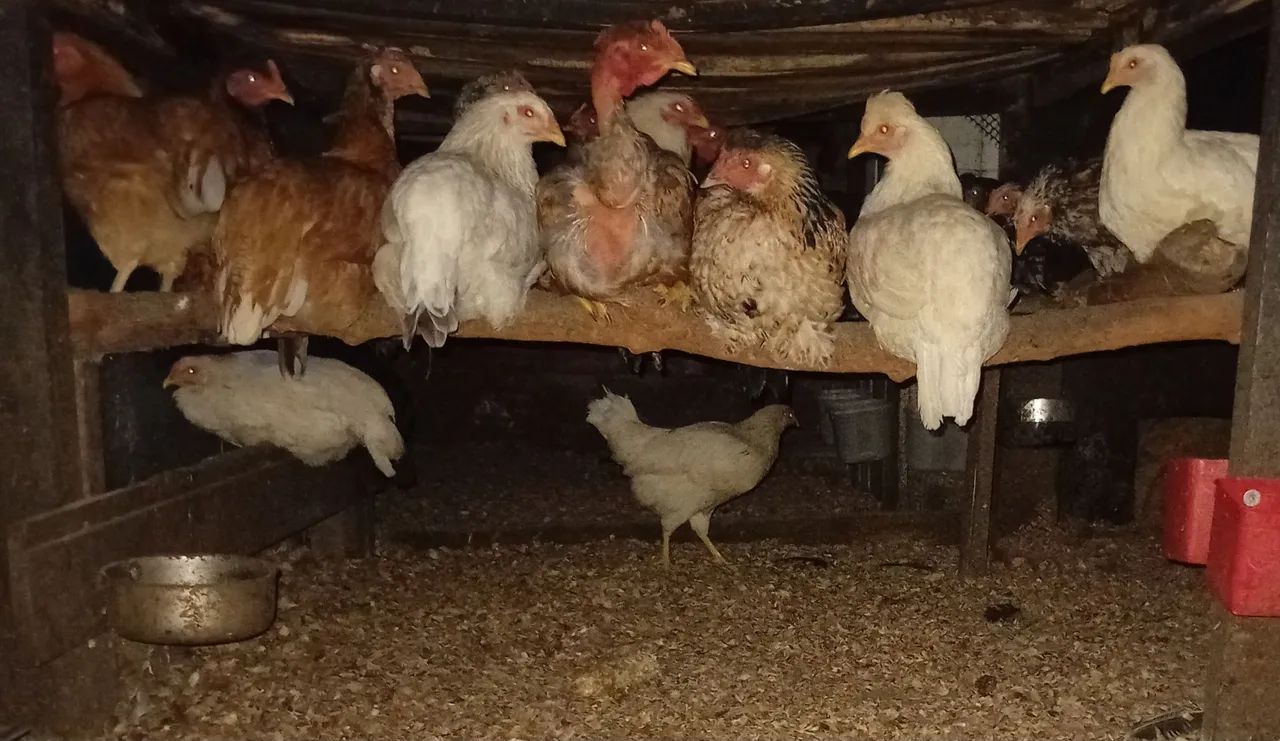 TORRANDO LOTE DE GALINHAS - Foto 4