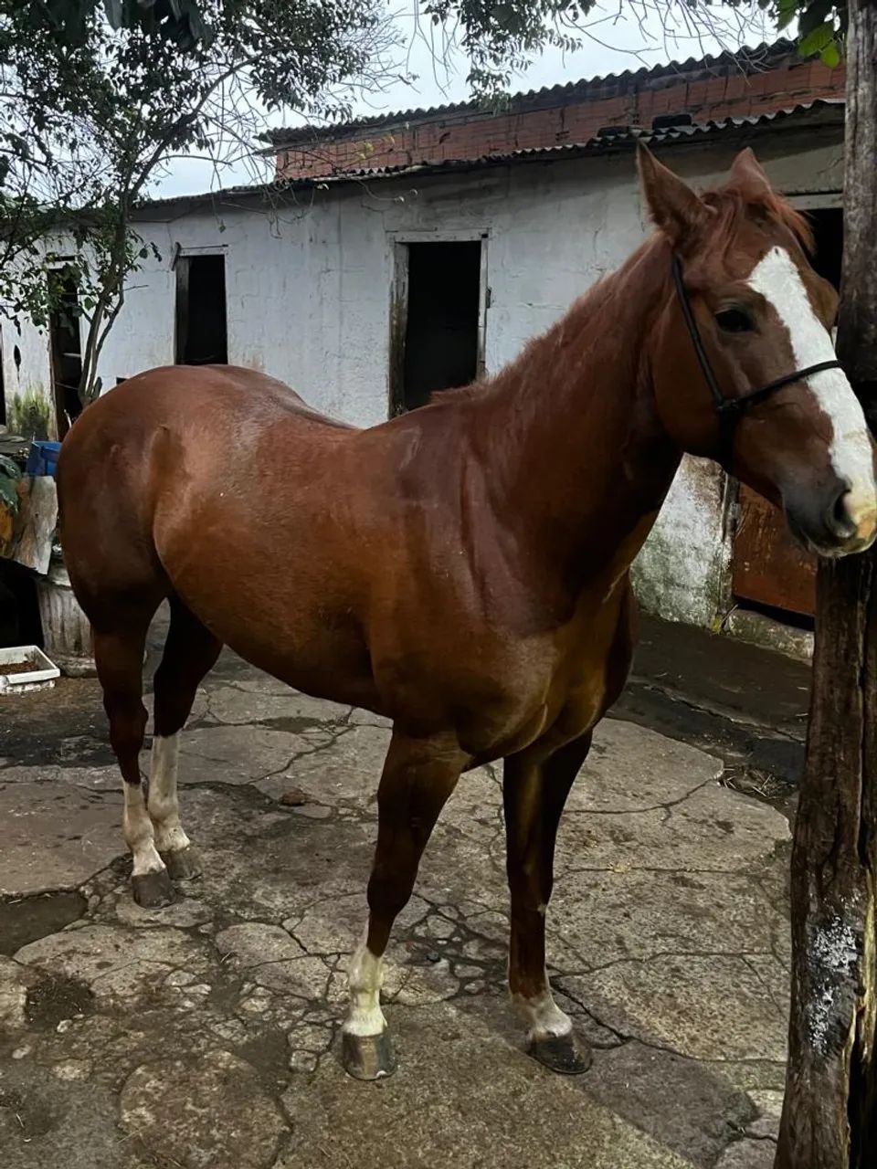 Cavalo quarto de milha vaquejada  - Foto 4