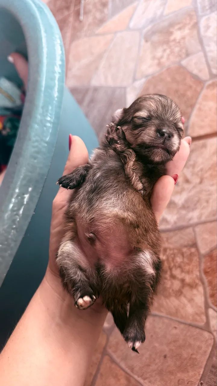 Spitz alemão  - Foto 2