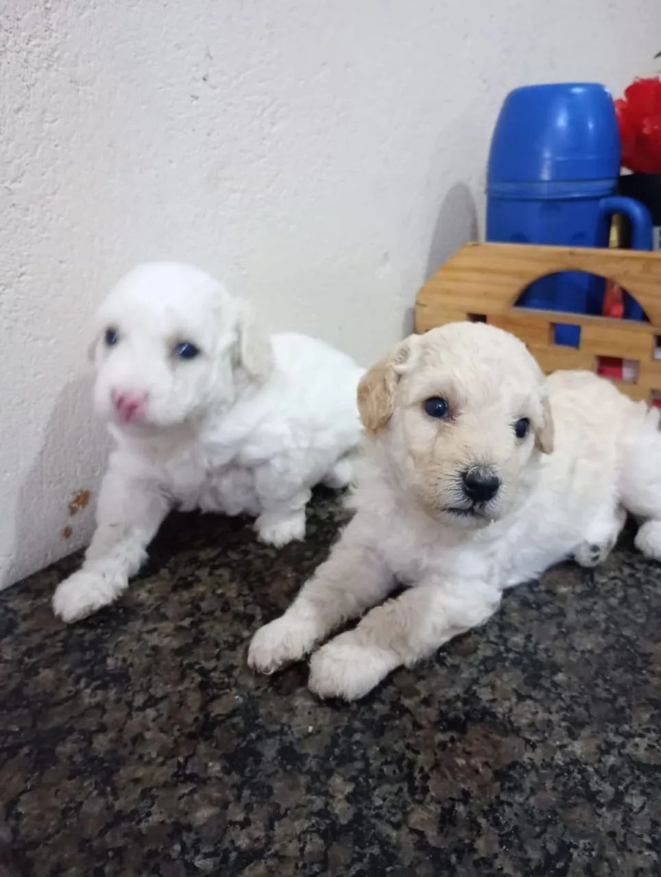Poodle  - Foto 2