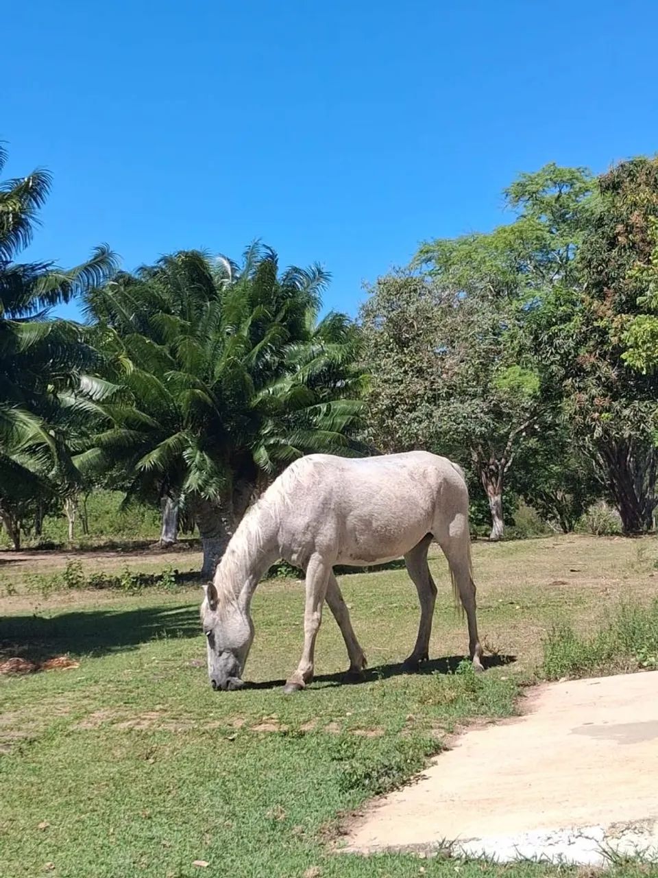 Égua a venda - Foto 3