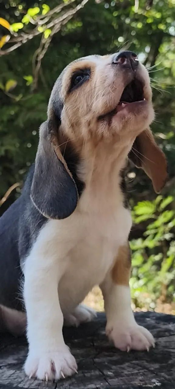 Lindos Filhotes de Beagle com Pedigree  - Foto 3