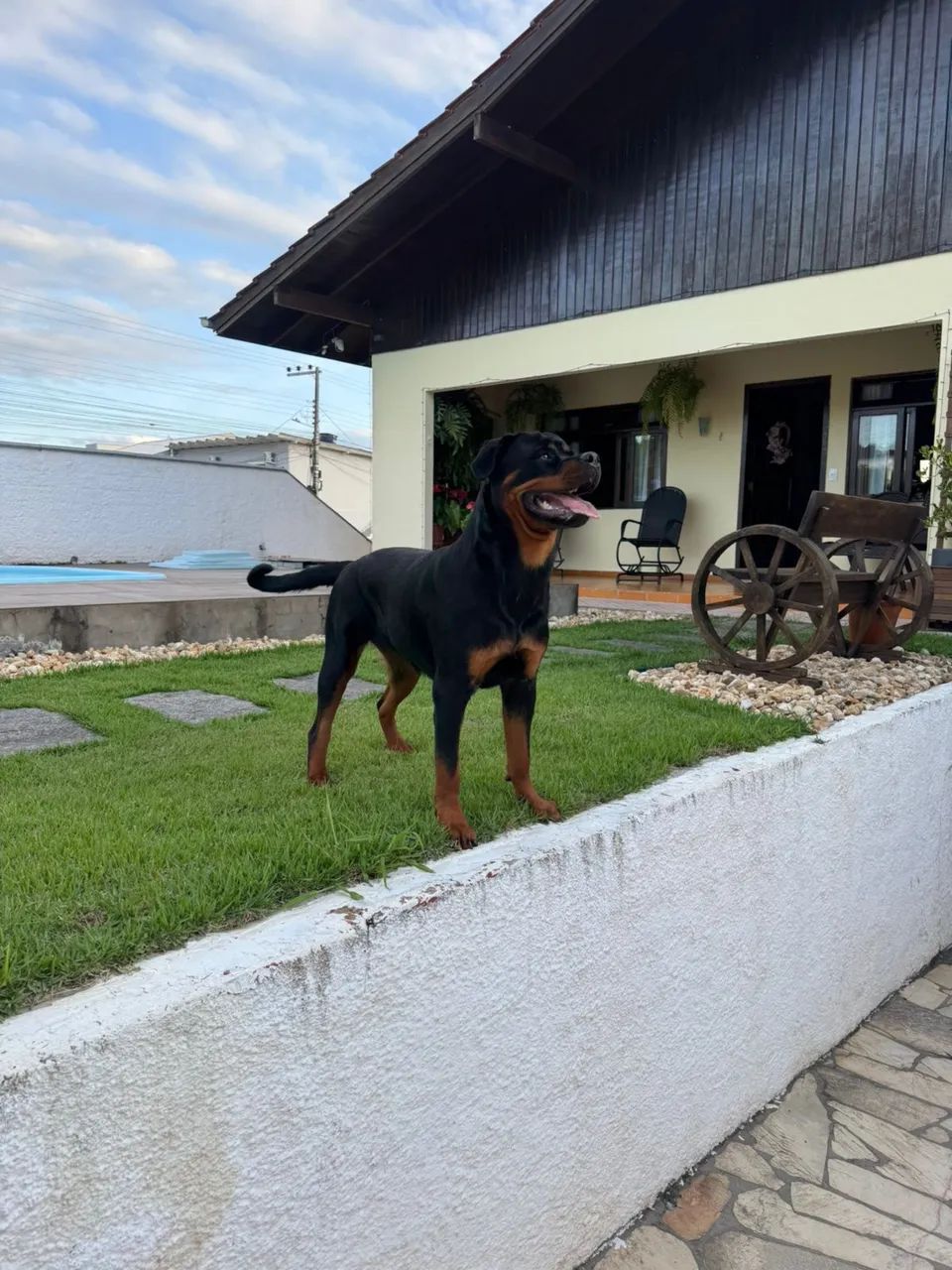 Rotweiller fêmea 