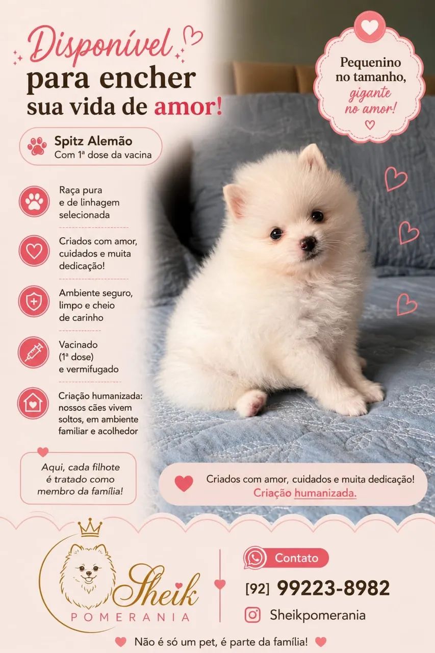 Spitz alemão (lulu da pomerania ) - Foto 2