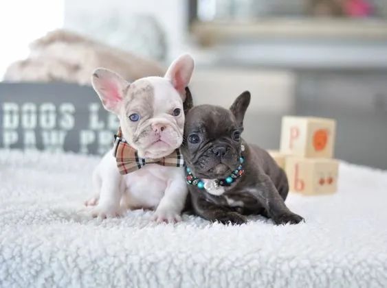 Bulldog Frances - Foto 2