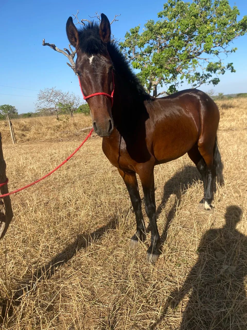 Potro MM, macha picada, 3 anos e 7 meses, sem papel, mais informações pv - Foto 3
