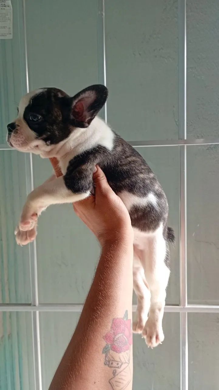 Bulldog francês  - Foto 4