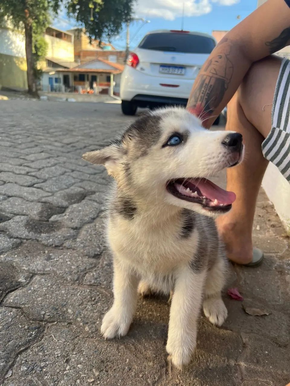 Husky Siberiano Macho | Vacinado | Lindo Filhote | R$ 1.200 - Foto 6