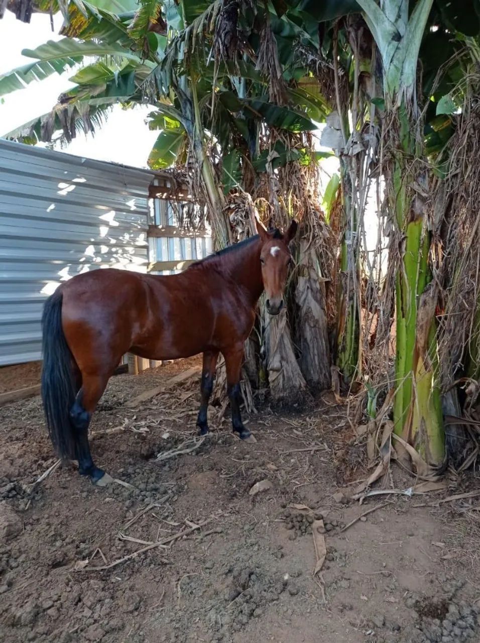 Potra registrada marcha batida , 4 anos  - Foto 4