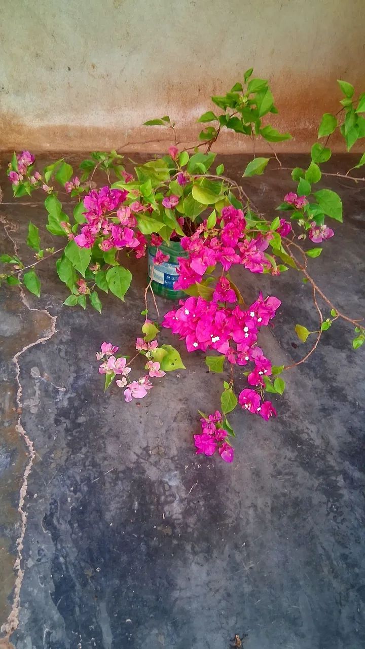 Primavera cor de rosa 