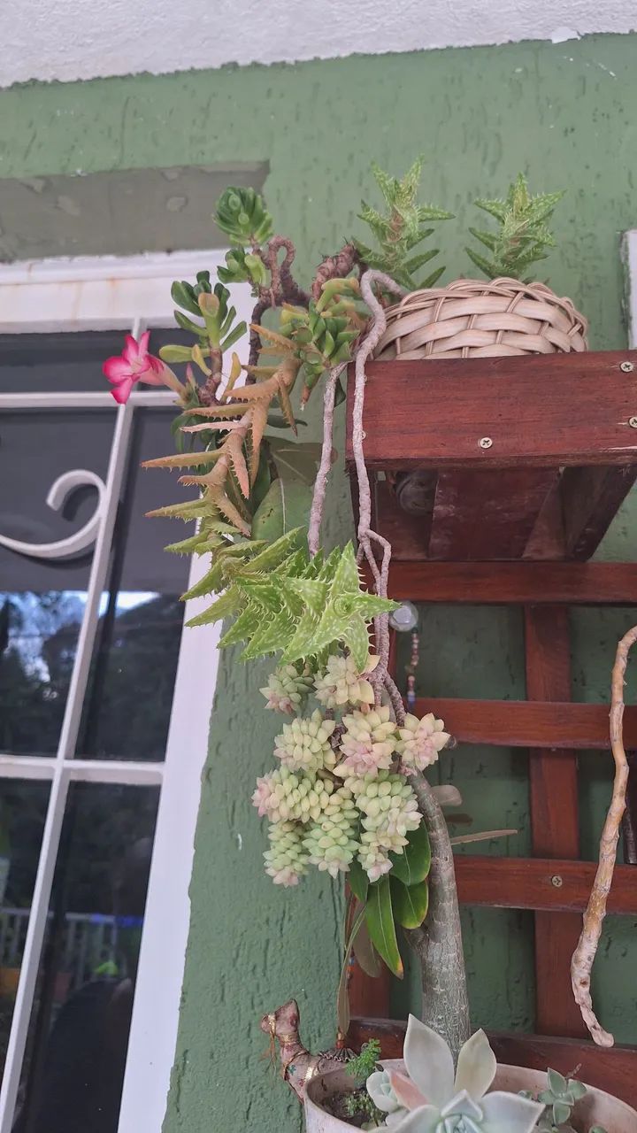 várias plantas - Foto 2