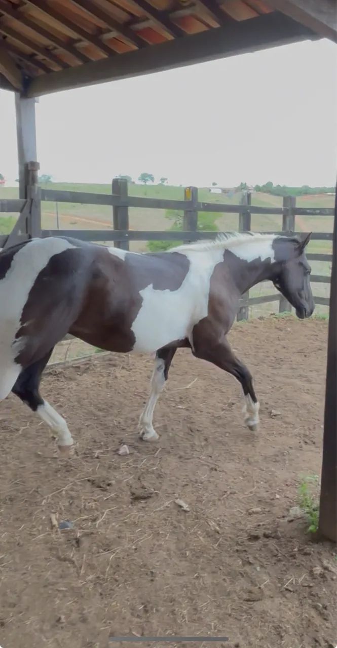 Potro Paint Horse Puro  - Foto 2