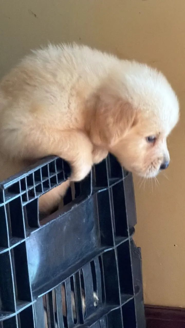 Golden retriever docil e saudavel